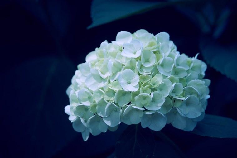 Гортензия метельчатая Pink Light