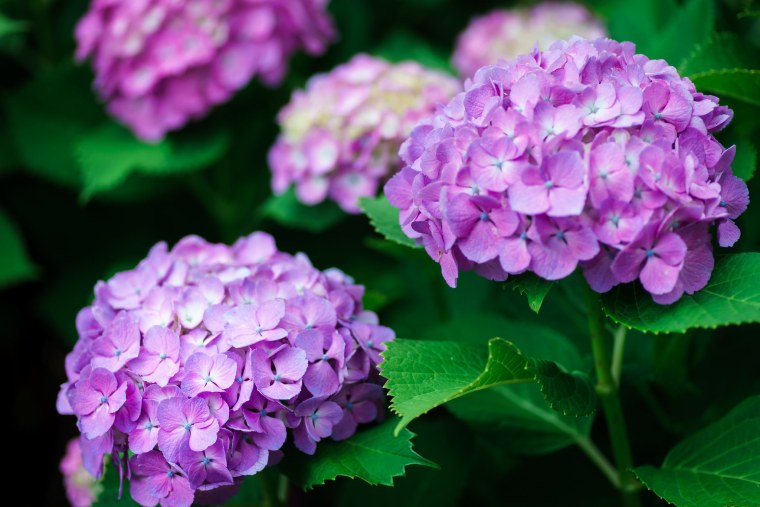 Гортензия фиолетовая куст