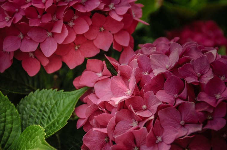 Гортензия Лилак