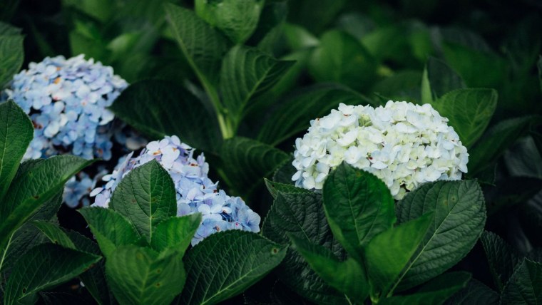 Гортензия саммер Сноу