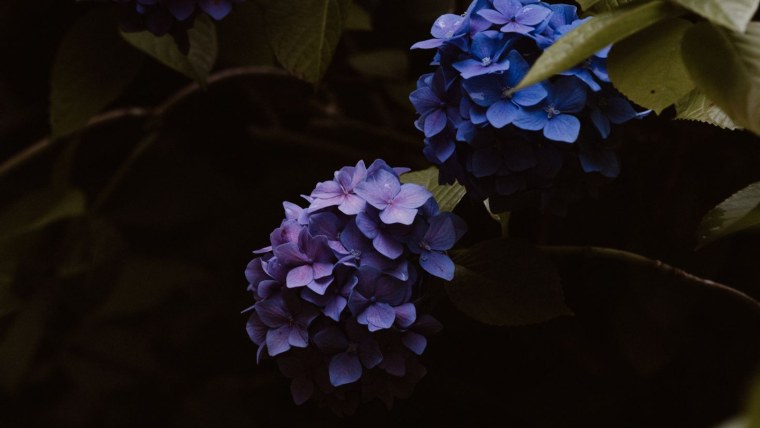 Гортензия темная