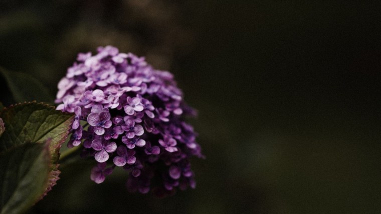 Букет гортензий Эстетика