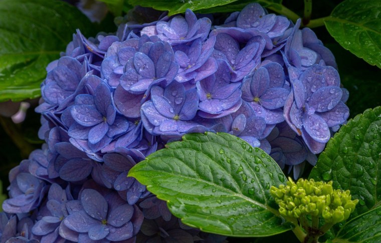 Гортензия крупнолистная Марс