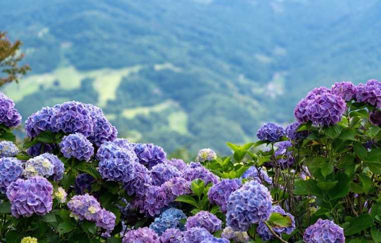 Гортензия крупнолистная Блауэр цверг