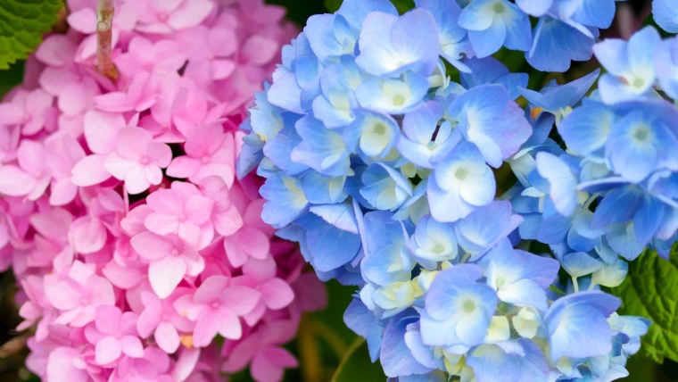 Гортензия би Хэппи