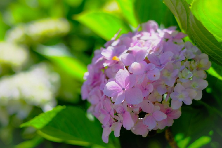 Гортензия Рейнбоу