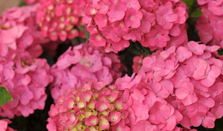 Гортензия крупнолистная Бенилюкс