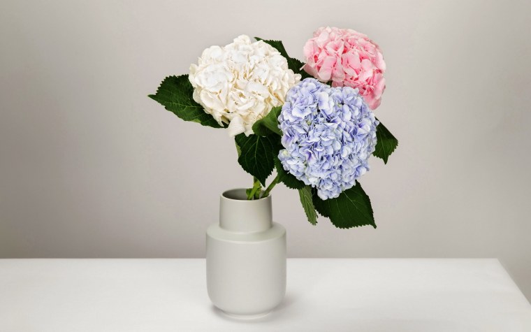 Гортензия макрофила