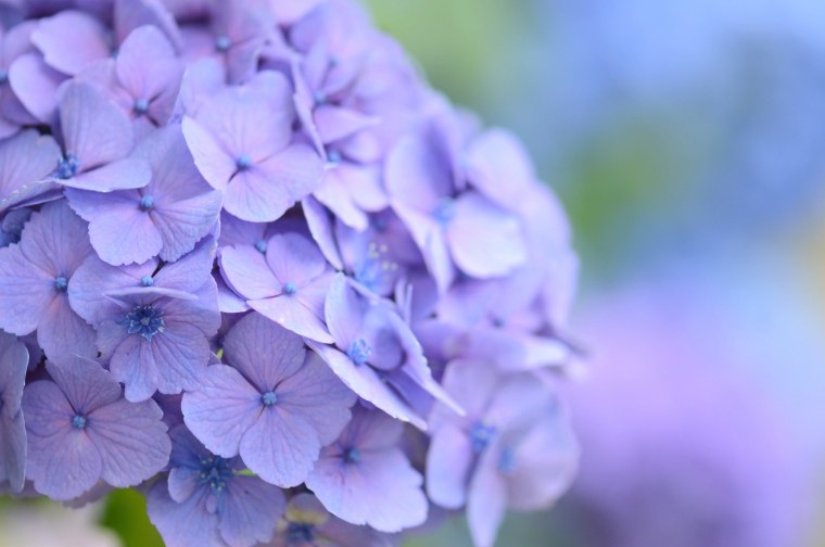 Гортензия крупнолистная хот ред