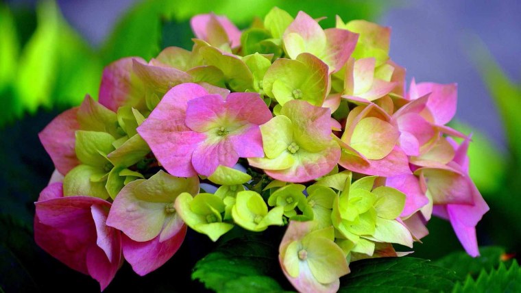 Гортензия pandora