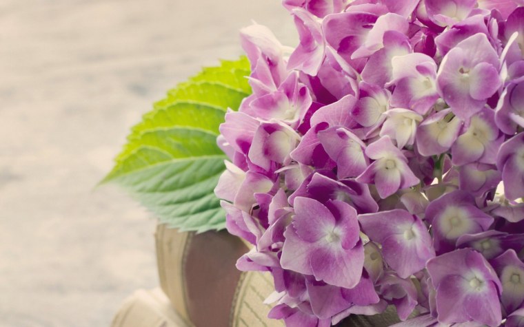 Гортензия Блэк Найт