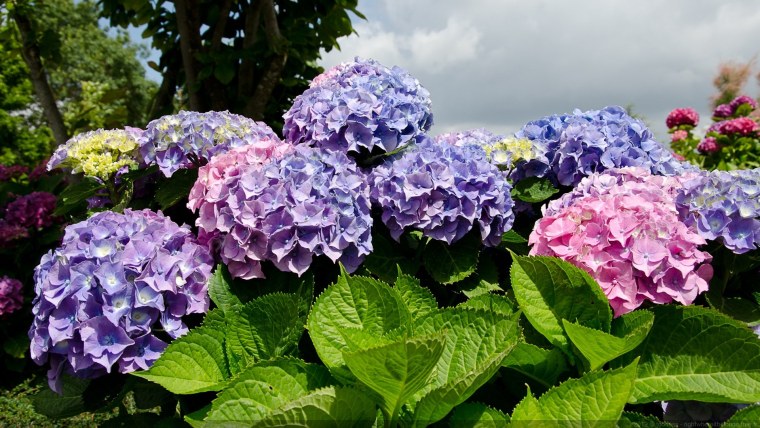 Гортензия древовидная Emerald Lace