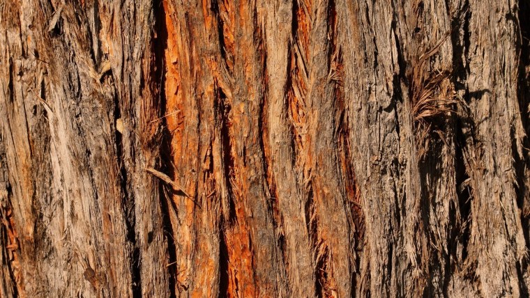 Древесная кора