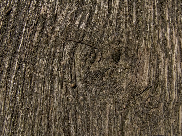 Материал коры дерева