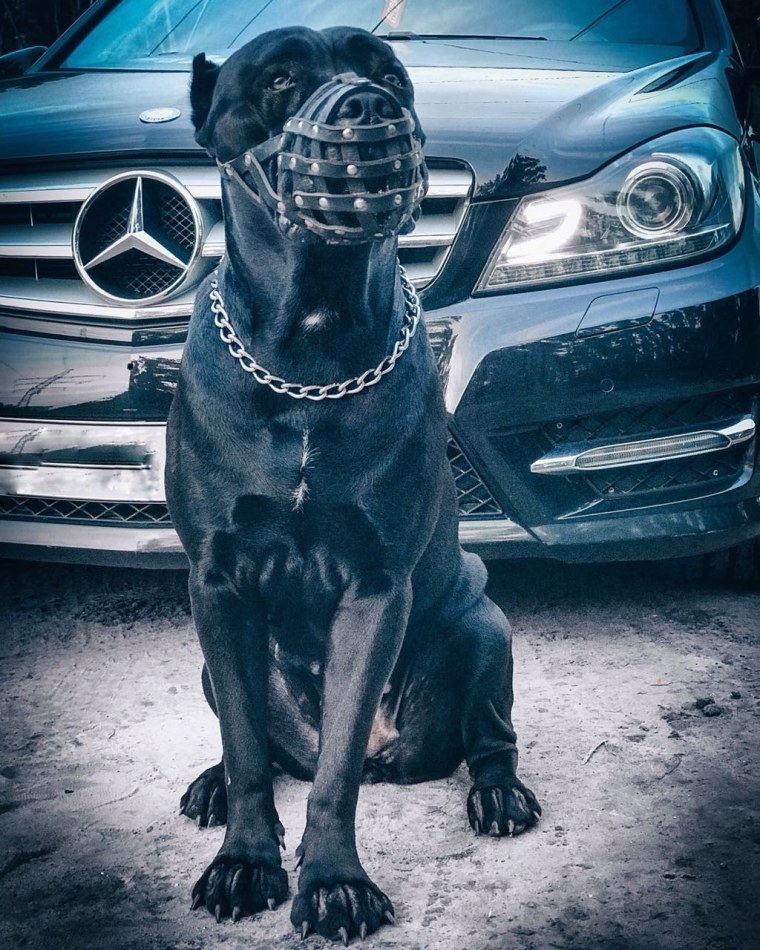 Фак из машины