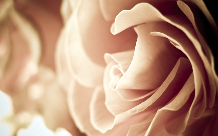 Пампасная трава сухоцветы Эстетика