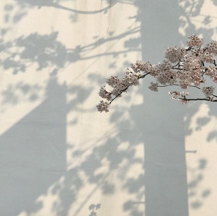 Бежевые цветы Эстетика