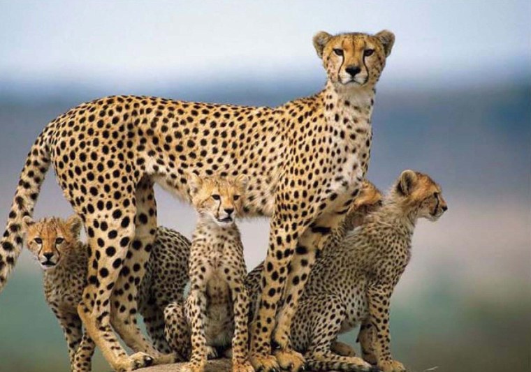 Гепард гепард гепард гепард