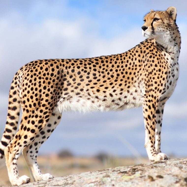 Cheetah (гепард)