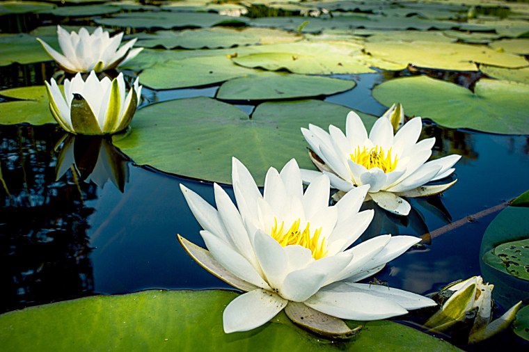 Нимфея белая