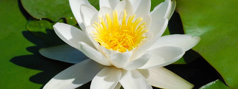 Кувшинка белая бутон