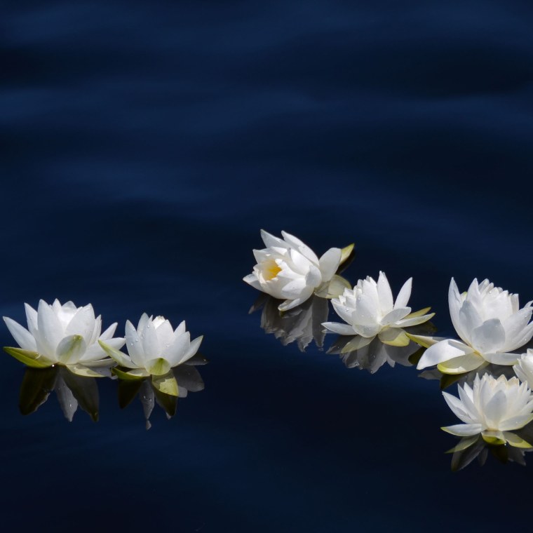 Ночь белая водяная Лилия