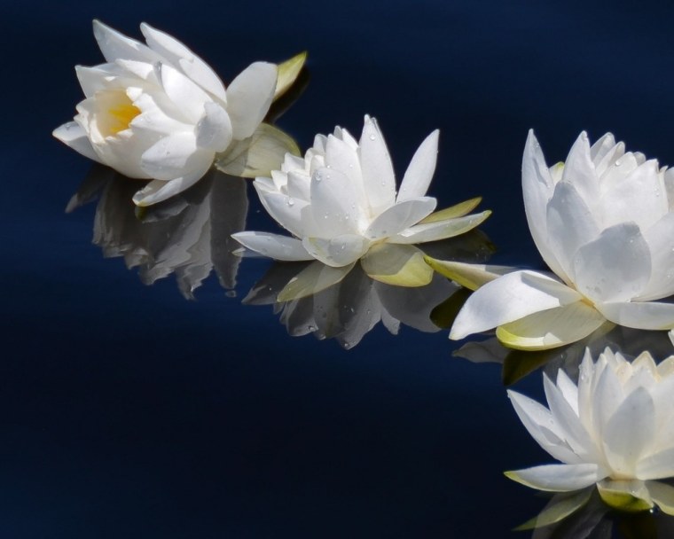 Белый Лотус тайский