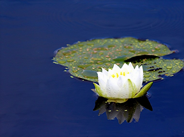 Фет кувшинки