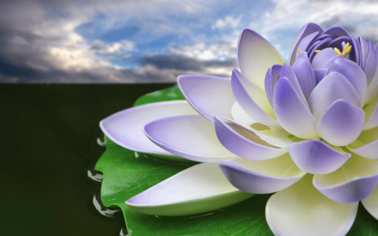 Лотус или Лотос