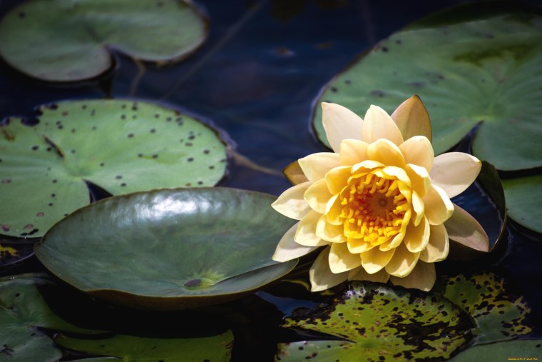 Лилия Nymphaea Camea