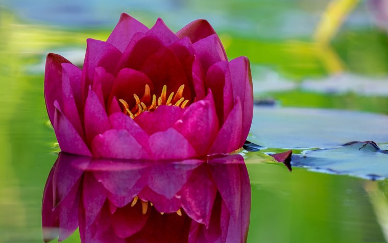 Цветы на воде