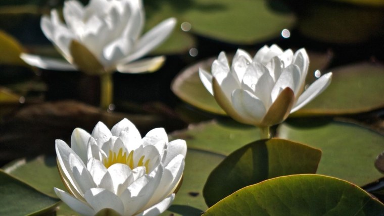 Кувшинка Луговая