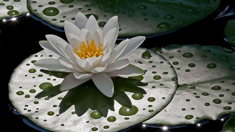 Кувшинка Лилия Лотос