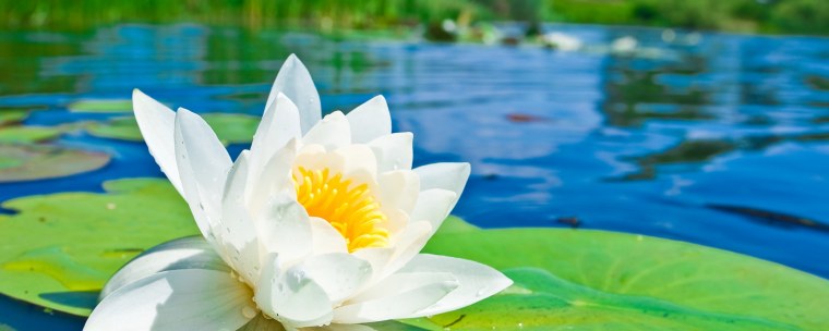 Кувшинка белоснежная