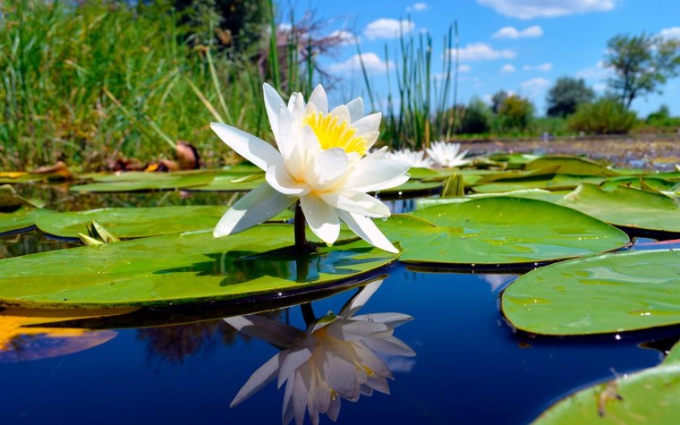 Лилия кувшинка