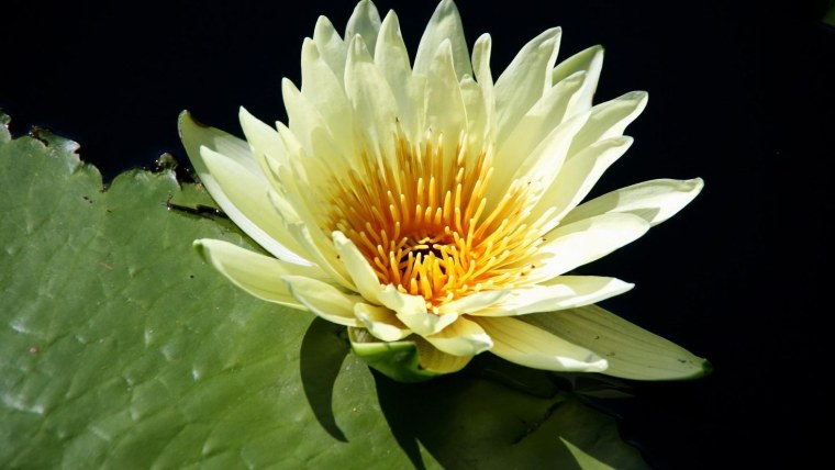 Нимфея цветок