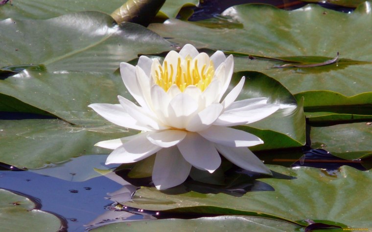 Кувшинка белая