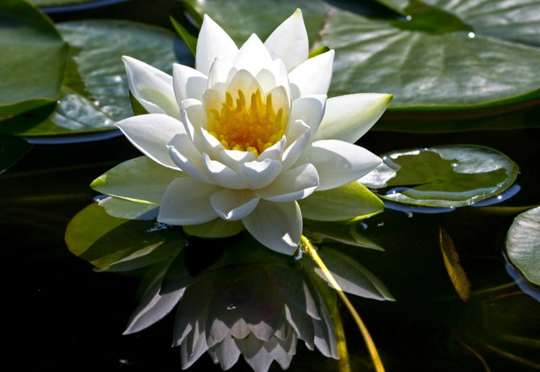 Водяная Лилия/Nymphaea