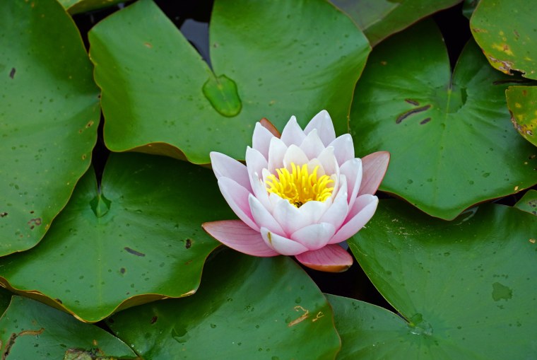 Цветение кувшинок