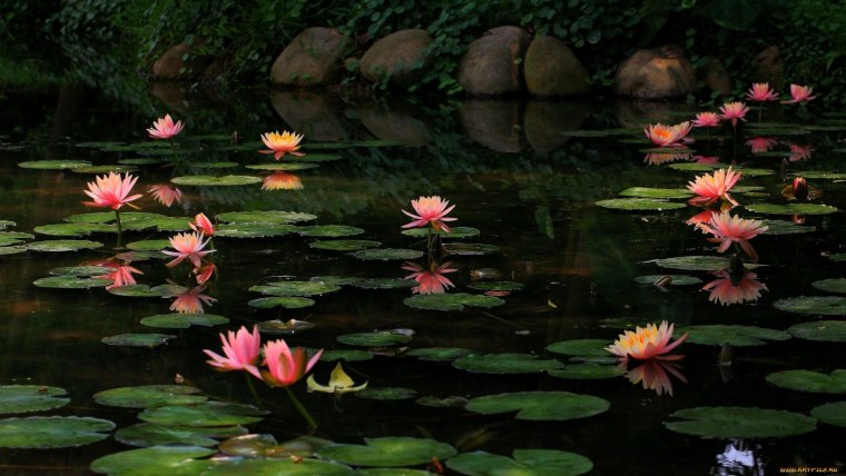 Пруд с кувшинками