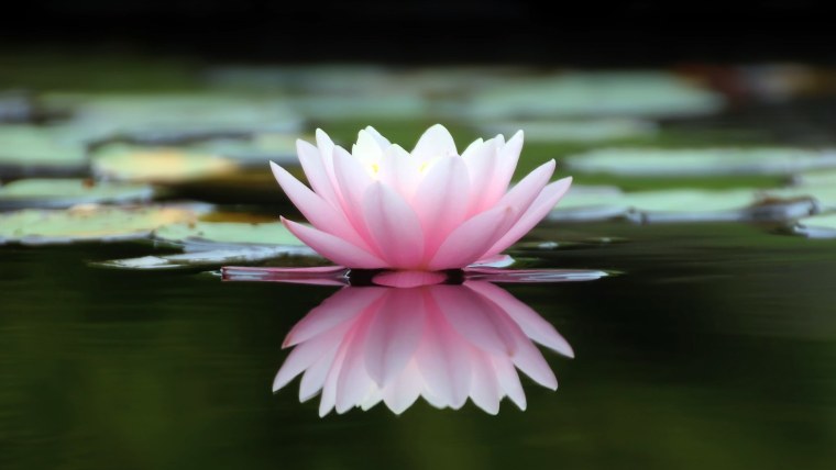 Кувшинки на воде