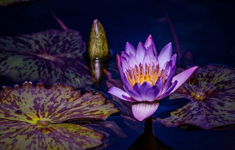 Нимфея хамелеон