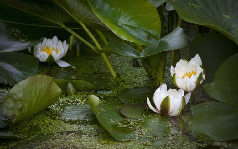 Кубышка Болотная