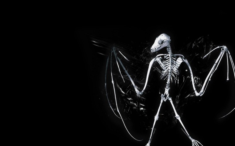 Скелет на черном фоне