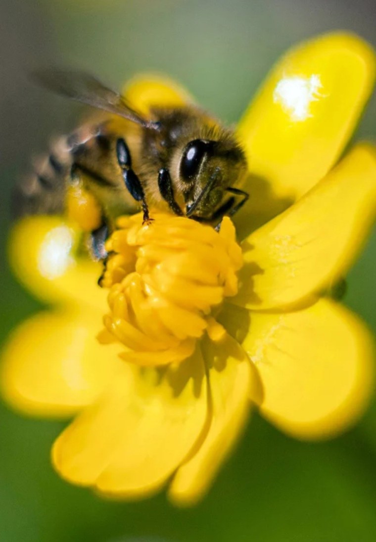 Пчёлка на цветке