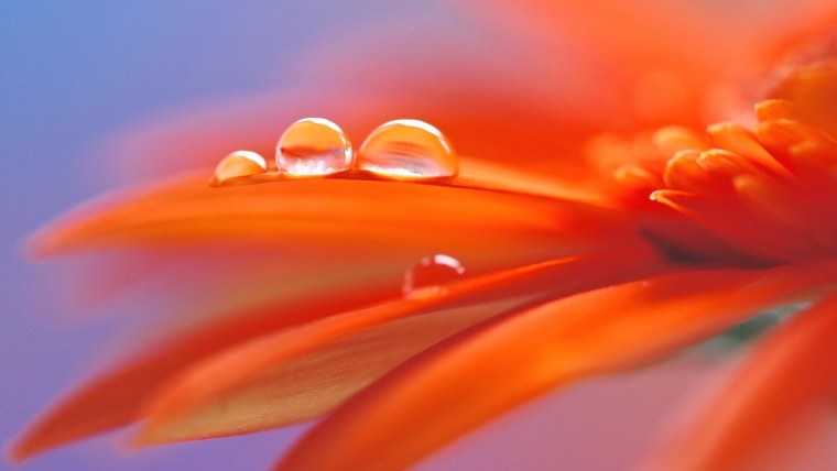 Мир в оранжевых тонах