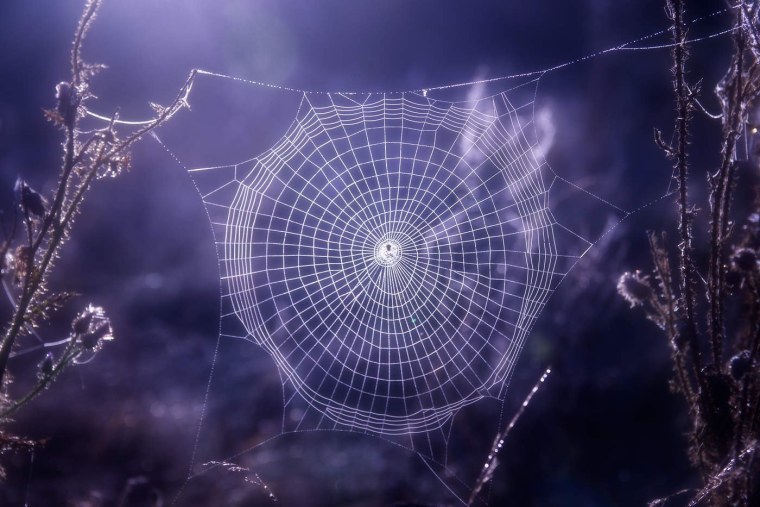 Обои паутинка