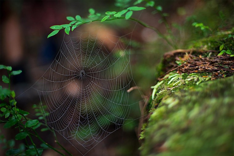 Паутина в лесу