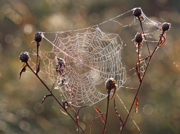Зимний паук