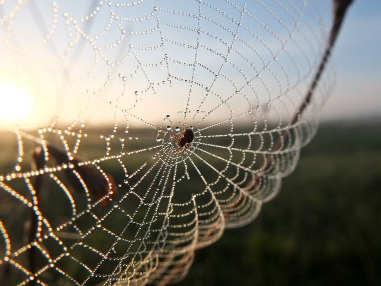 Паутина пауков